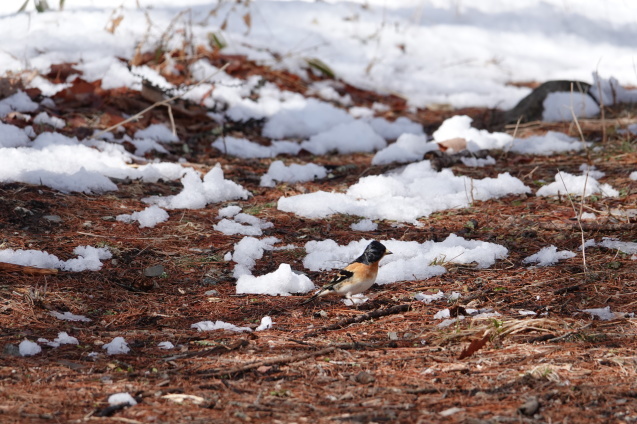 雪の八ヶ岳にカメラの講習会へ_e0335926_12210895.jpg