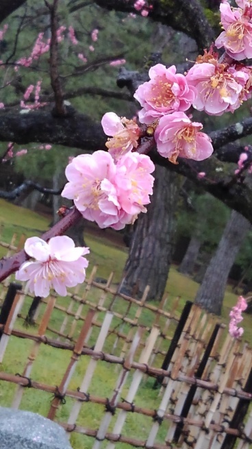 仙洞御所 京都大宮御所_c0236632_14420675.jpg