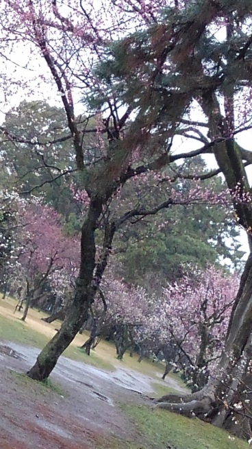 仙洞御所 京都大宮御所_c0236632_14431013.jpg