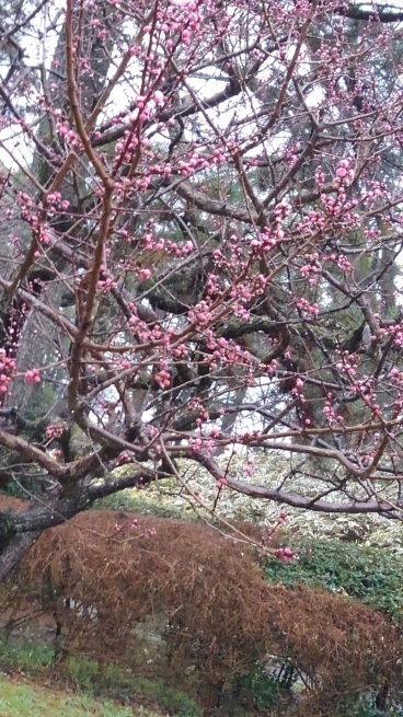 仙洞御所 京都大宮御所_c0236632_14434968.jpg