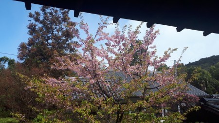 今日の京都　3月16日 泉涌寺_d0106134_12205774.jpg