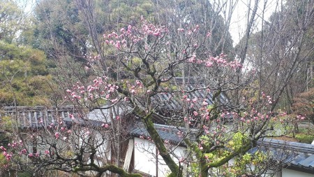 今日の京都　3月16日 泉涌寺_d0106134_12205775.jpg