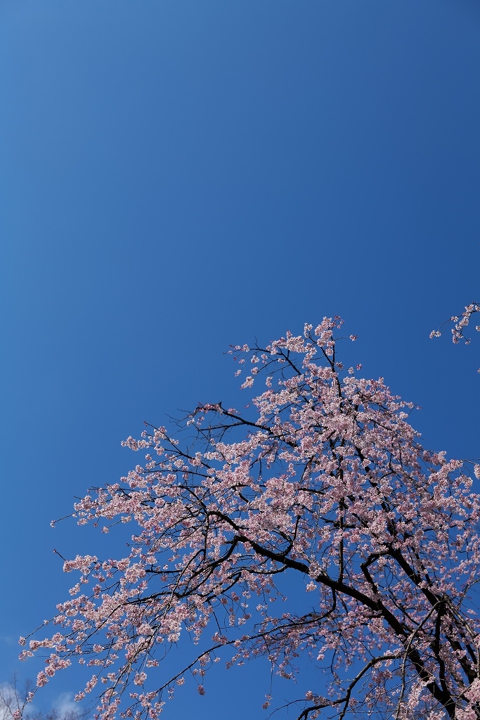 在宅勤務_f0050534_07063791.jpg