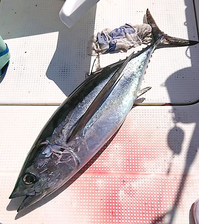 中部の海はトンボがいっぱい_f0009039_16032414.jpg