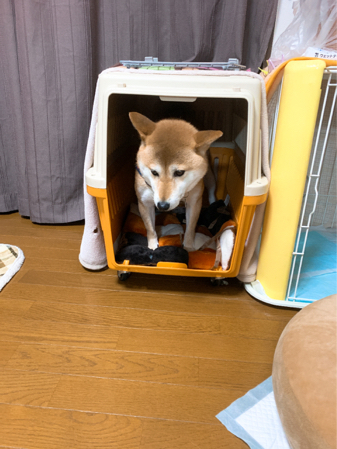 しょんぼりな顔 一緒に歩こっ