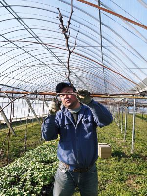 熊本ぶどう 社方園 芽吹き2020 前編:匠の芽キズをつける作業で今年も良い芽が芽吹きました!_a0254656_17382652.jpg
