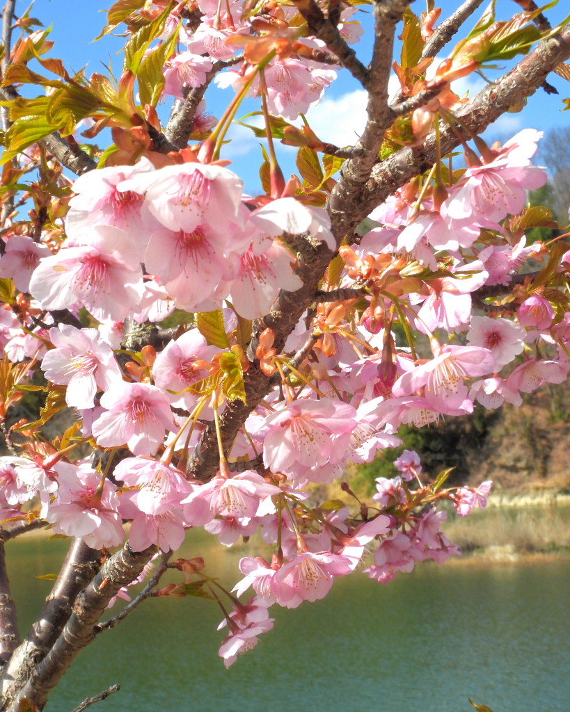 大塩湖で 見境なしに?!_c0305565_17302467.jpg