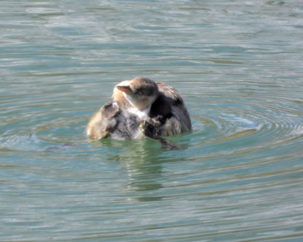 大塩湖で 見境なしに?!_c0305565_17331635.jpg
