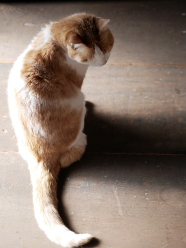 スカイプ読書会のお題は 猿でもわかる日本の神話 ご機嫌元氣 猫の森公式ブログ