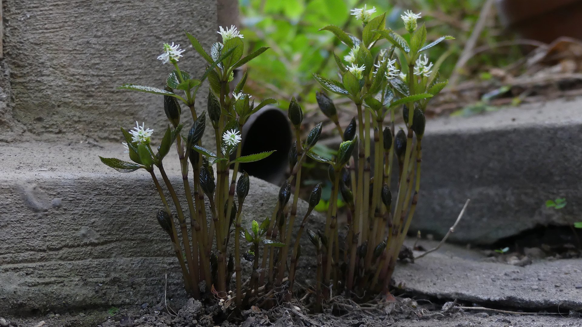 ひとりしずか・・・にしていても_a0185081_13124317.jpg