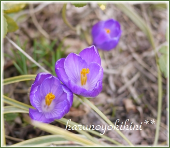 蛍烏賊 蛍烏賊 | おいしいねっと
