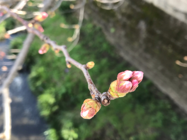 また桜。/yoshi_d0135801_21455557.jpg