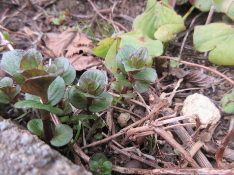 畑の草取り・大根囓ったの誰だ_a0203003_18114719.jpg