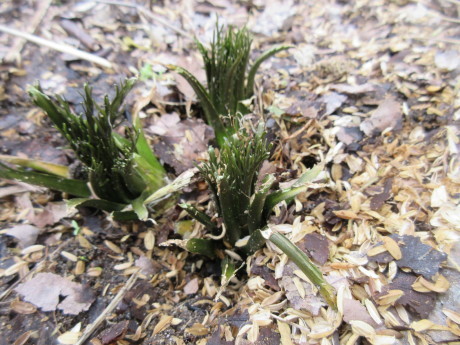 畑の草取り・大根囓ったの誰だ_a0203003_18120076.jpg