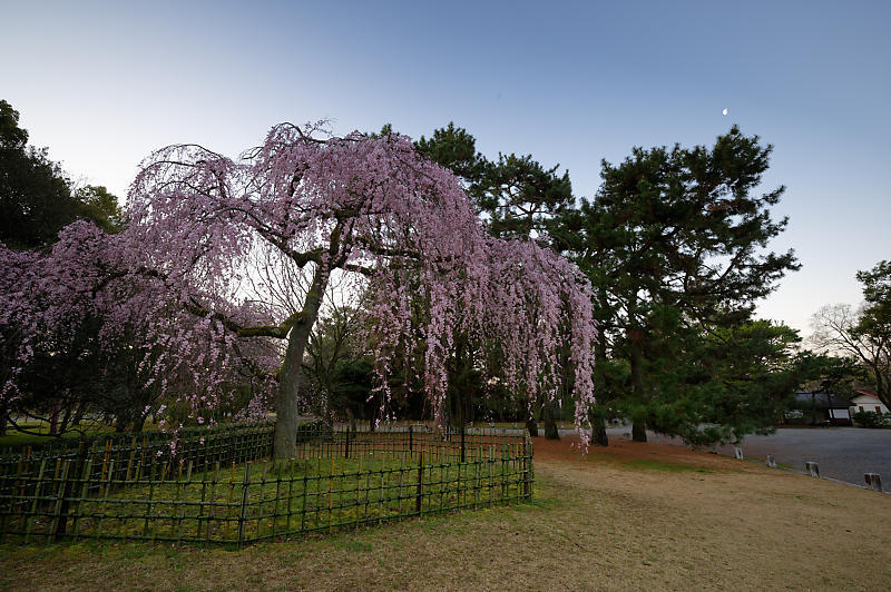 2020桜巡り@御所出水の糸桜_f0032011_19251431.jpg
