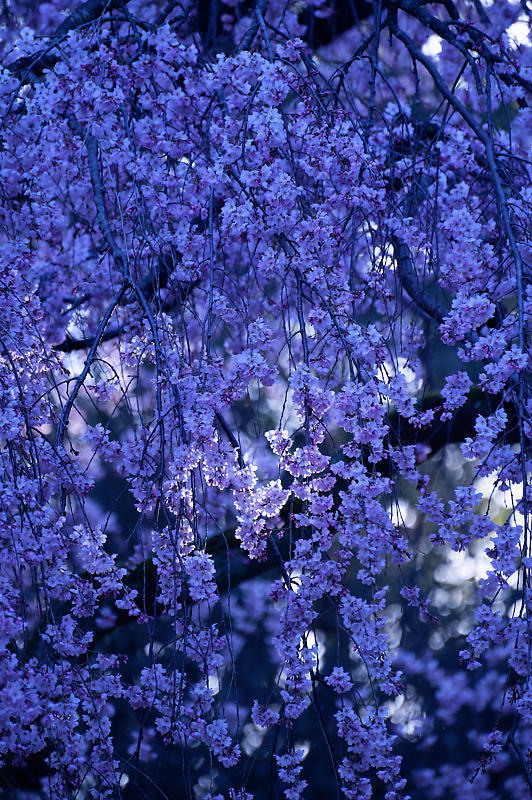 2020桜巡り@御所出水の糸桜_f0032011_19251567.jpg