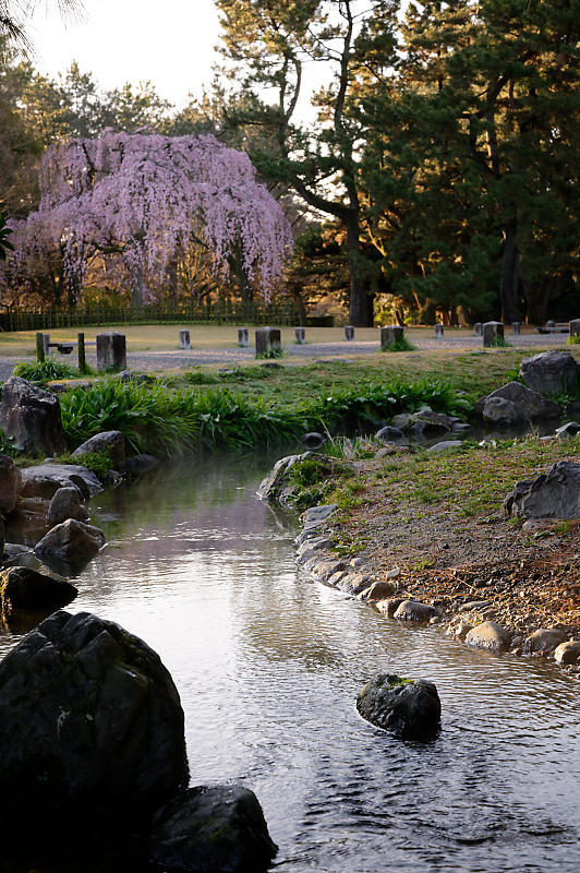2020桜巡り@御所出水の糸桜_f0032011_19310348.jpg