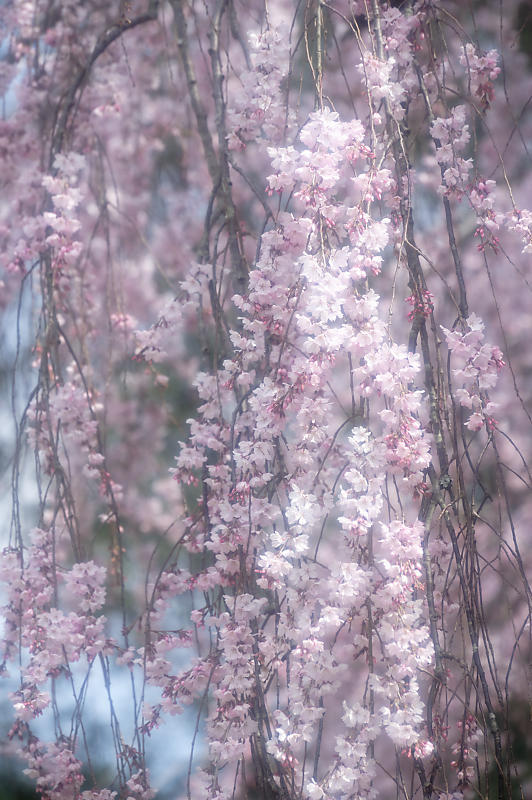 2020桜巡り@御所出水の糸桜_f0032011_19310404.jpg