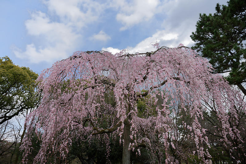 2020桜巡り@御所出水の糸桜_f0032011_19310492.jpg