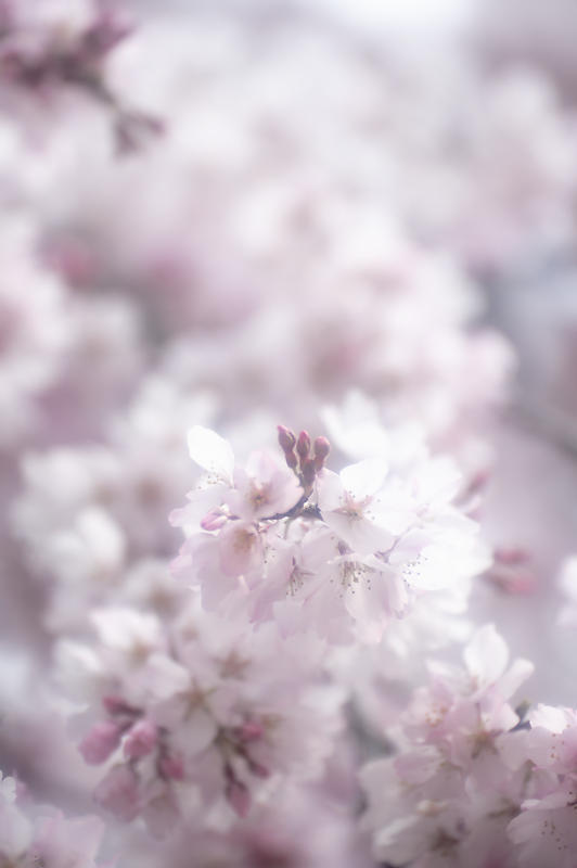 2020桜巡り@御所出水の糸桜_f0032011_19310542.jpg