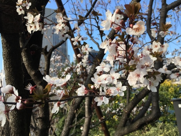 春の歌 NO.677_c0102513_15515824.jpeg