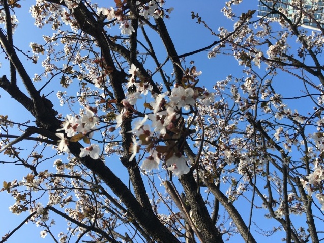 春の歌 NO.677_c0102513_15522706.jpeg