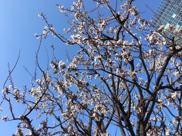 春の歌 NO.677_c0102513_15524614.jpeg