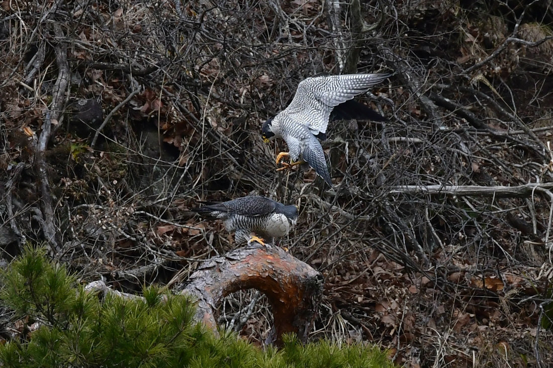 ラブラブ ハヤブサ 新 鳥さんと遊ぼう ラブラブ ハヤブサ 新 鳥さんと遊ぼう