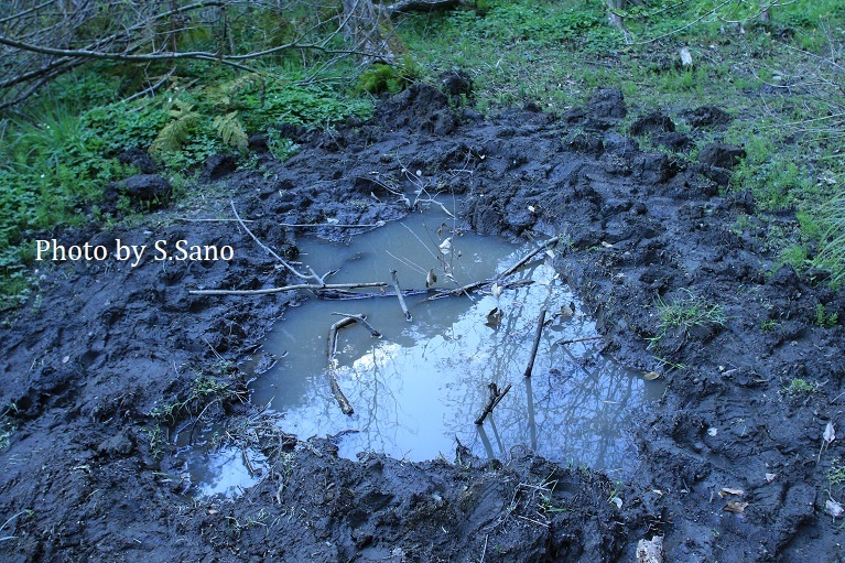 トウキョウサンショウウオの保全_a0386621_10555621.jpg