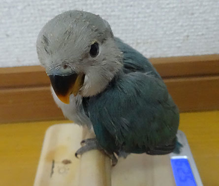 コザクラインコの雛 販売中 コザクラインコ東京 コザクラインコの雛 販売中 コザクラインコ東京