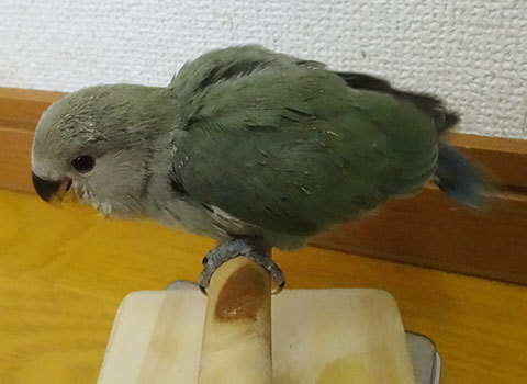 コザクラインコ東京