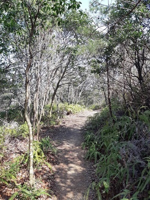 大仏山　新コース発見_f0129726_19124645.jpg