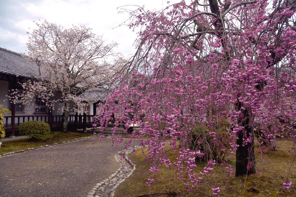 名古屋衛戍病院の枝垂桜_e0373930_21575314.jpg