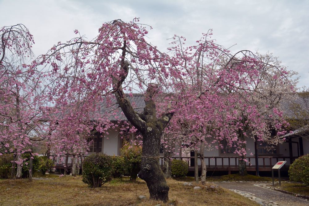 名古屋衛戍病院の枝垂桜_e0373930_21575391.jpg