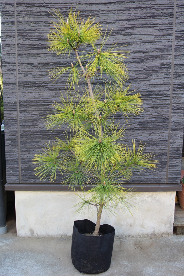 トラフマツ 虎斑松 虎斑黒松 苗木 珍品 希少品 販売 画像 写真 値段 価格 庭木 安行 植木 シンボルツリー 田中園 Shop Tanakaen Jp Web Magazine トラフマツ 虎斑松 虎斑黒松 苗木 珍品 希少品 販売 画像 写真 値段 価格 庭木 安行 植木 シンボルツリー 田中園 Shop Tanakaen Jp Web Magazine
