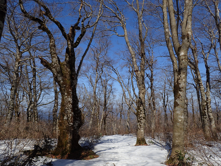 大万木山④＊雪の山頂＊_f0214649_14271072.jpg