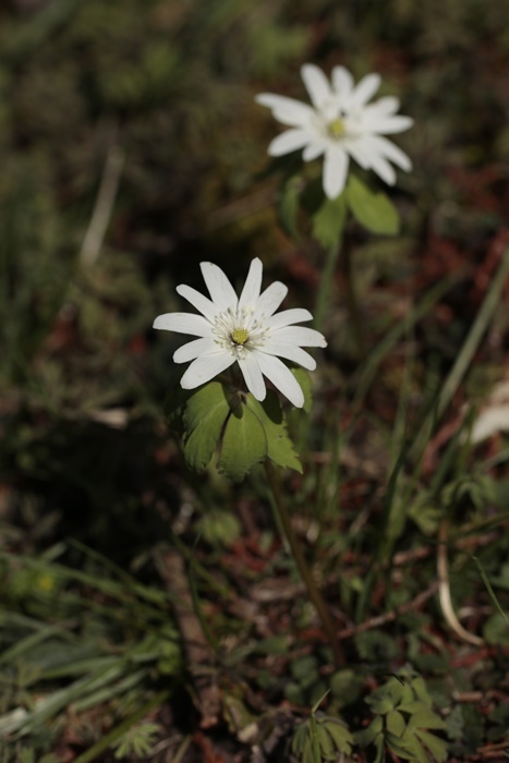 3月13日 安芸太田町の花_d0367460_19090431.jpg