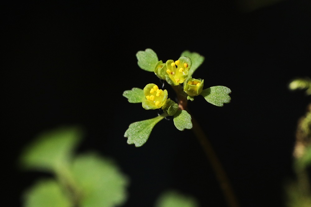 3月13日 安芸太田町の花_d0367460_19091753.jpg