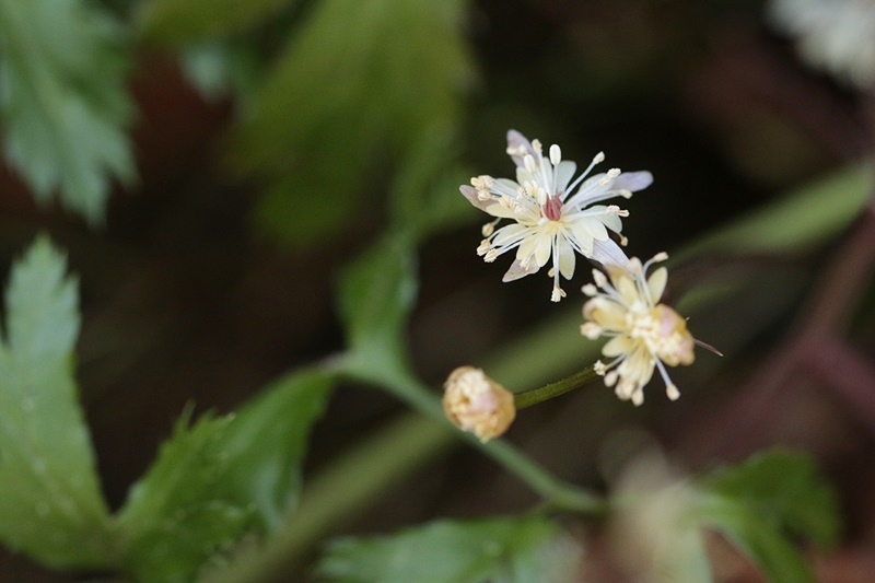 3月13日 安芸太田町の花_d0367460_19094295.jpg