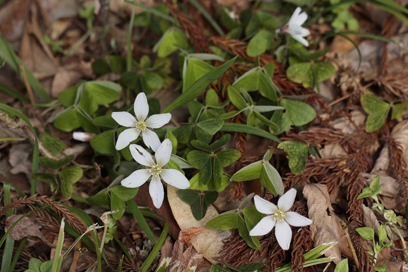 3月13日 安芸太田町の花_d0367460_19120413.jpg