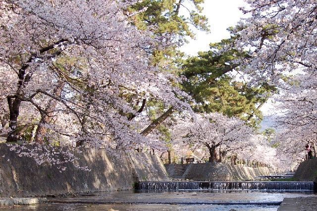 松下幸之助夫妻の散歩道 ニテコ池の桜 阪急 阪神沿線文学散歩