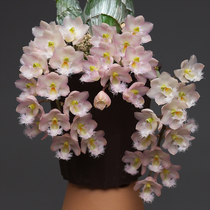 新品本物 Northen Rebecca (Cl.) Clowesia 'Mikkabi' 花咲かじいちゃん : その他多肉植物