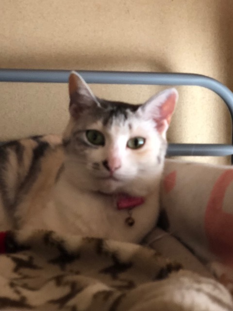 公園の梅ちゃんと黒猫たち_e0355177_19595283.jpg