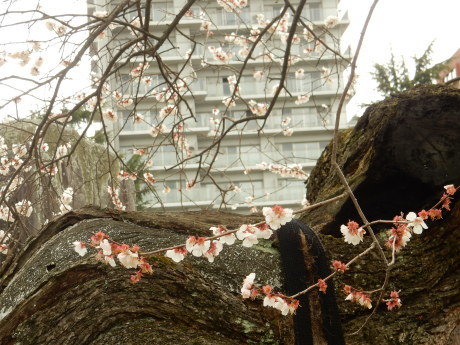 公園の梅ちゃんと黒猫たち_e0355177_20060351.jpg