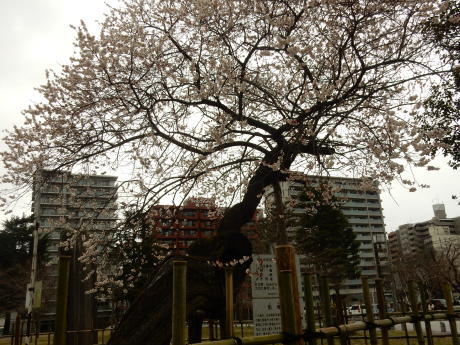 公園の梅ちゃんと黒猫たち_e0355177_20070643.jpg