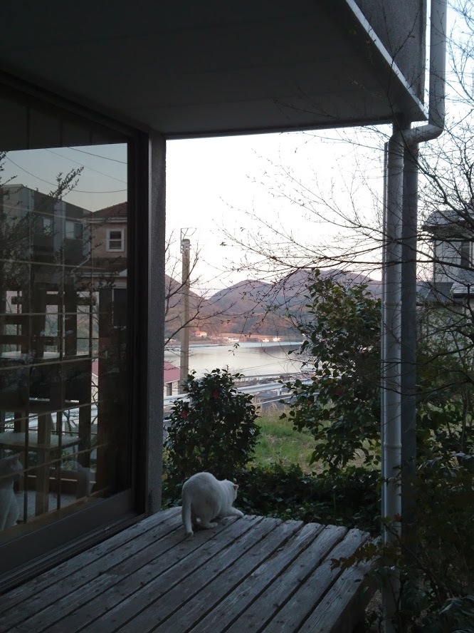 夕暮れ時の猫さんたち_f0197985_21134489.jpg