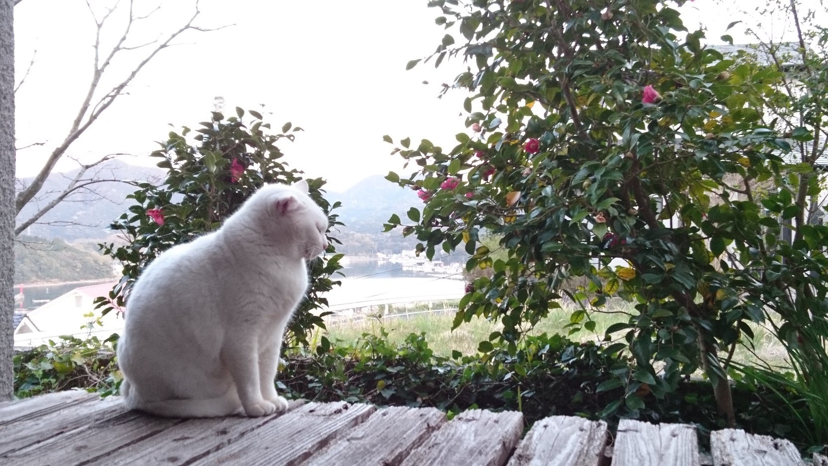 夕暮れ時の猫さんたち_f0197985_21140825.jpg