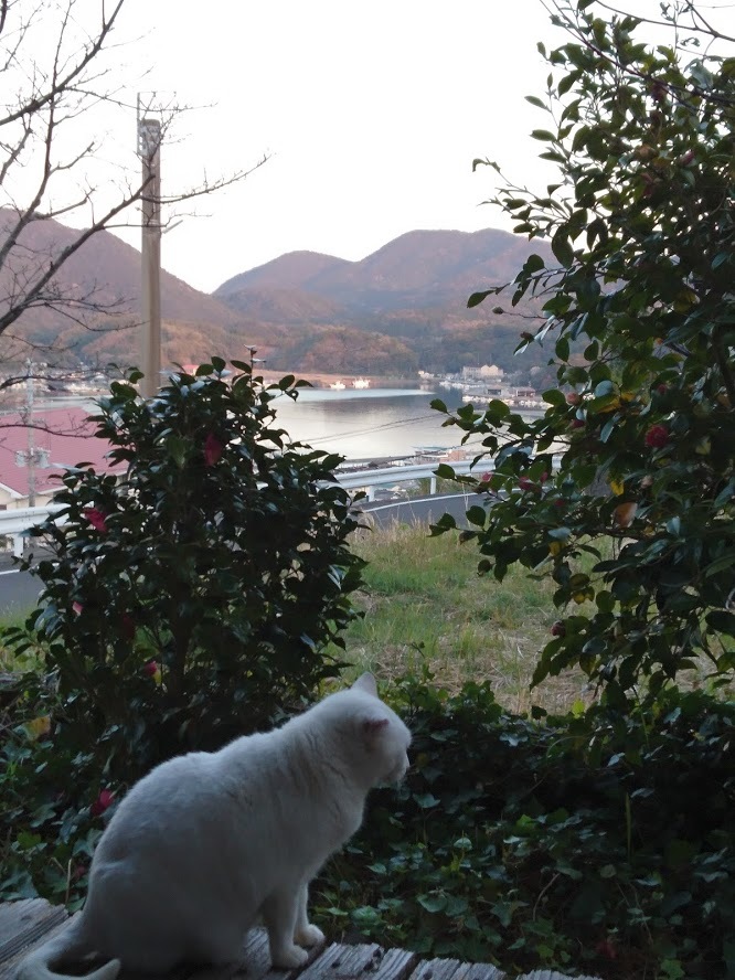夕暮れ時の猫さんたち_f0197985_21141821.jpg