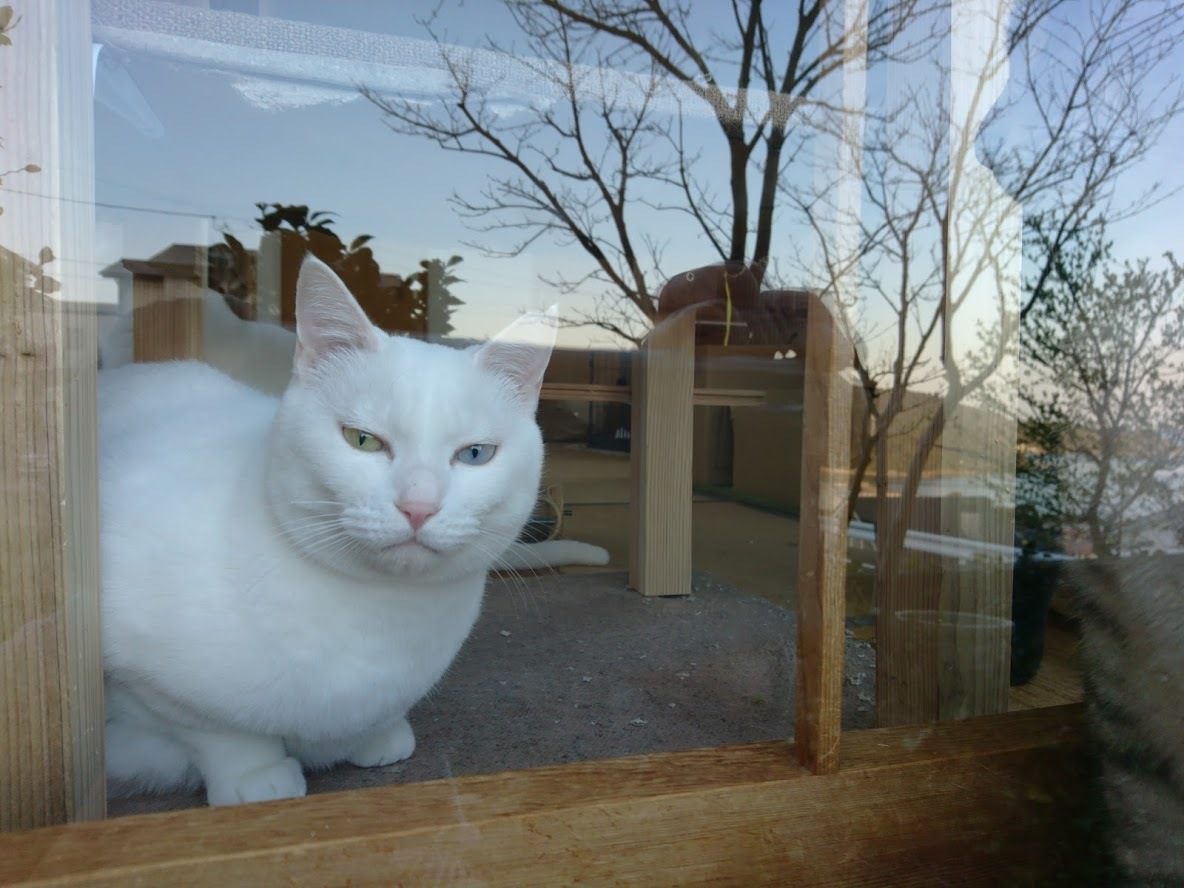 夕暮れ時の猫さんたち_f0197985_21161294.jpg