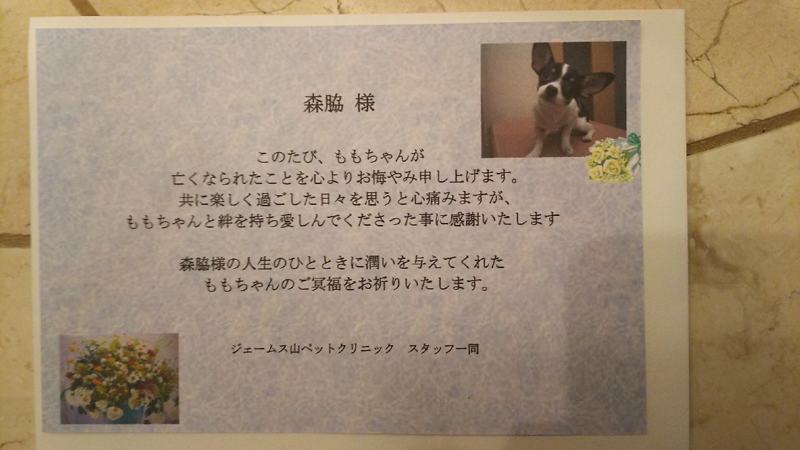 ジェームス山ペットクリニックからお花。_c0109891_07353374.jpg